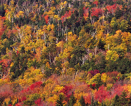 Beaver Pond Hillside, NH 